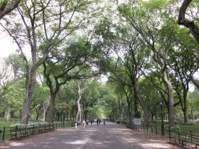 NY.CP.1.jpg