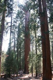 43 Seq-General Sherman tree.jpg