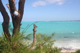 12.ba.holland@bahama's.jpg
