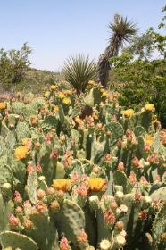 13.m.carlsbad cactus.jpg