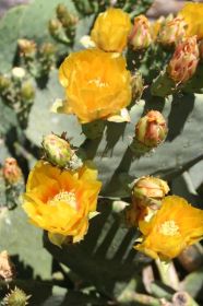 14.m.carlsbad cactus 3.jpg