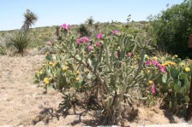 15.m.carlsbad cactus 2.jpg
