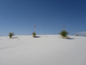 1.24.1 cm.wh.yucca.jpg