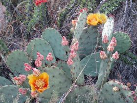 1.24.3 cm.ws.cactus 2.jpg